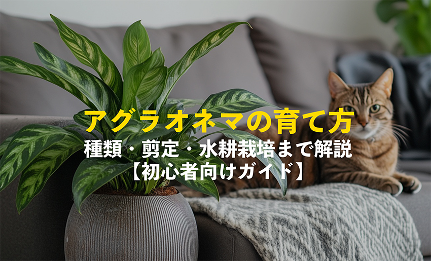 アグラオネマの育て方