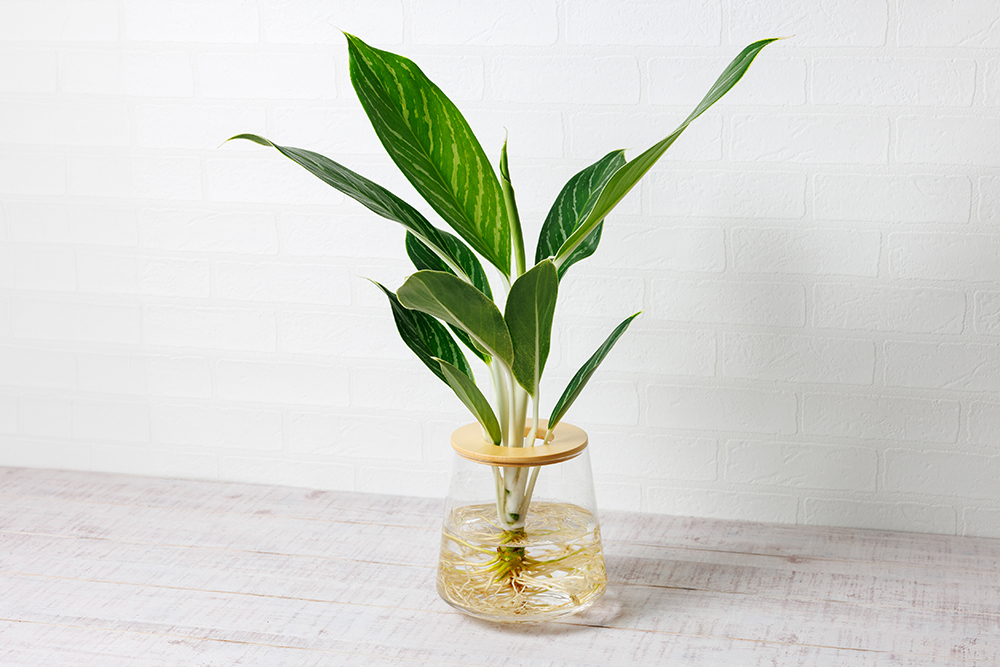 アグラオネマホワイトステム