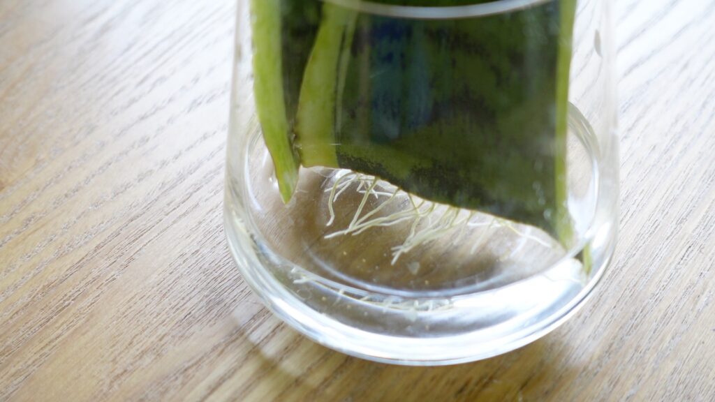 サンスベリアの葉挿し