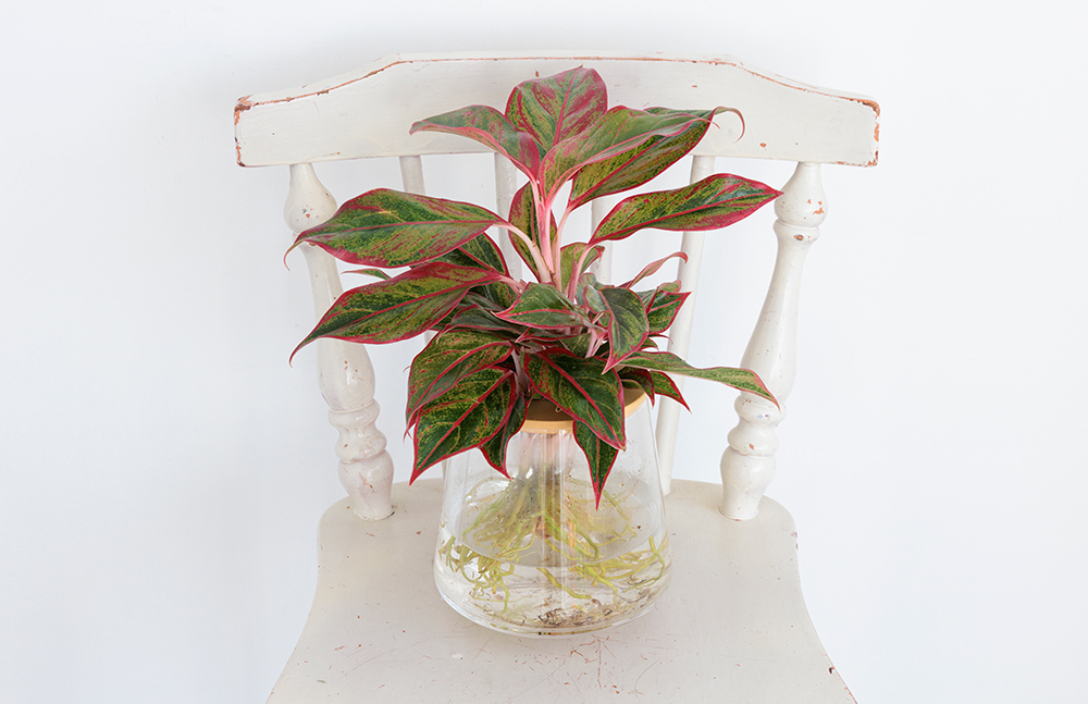 アグラオネマレッドゴールド