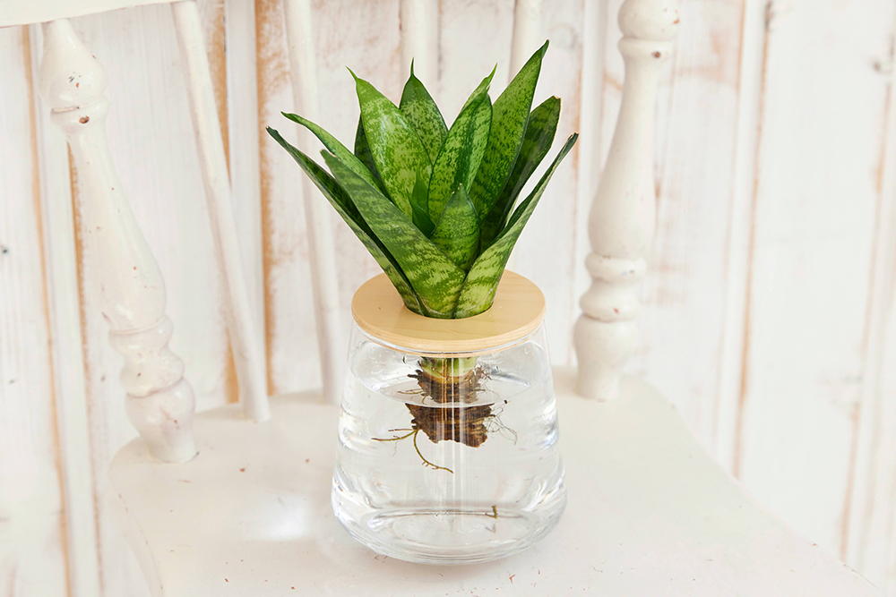 サンスベリアゼラニカ