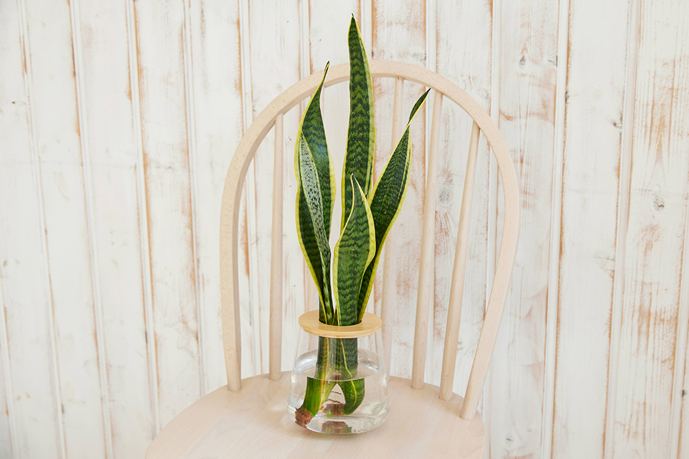 サンスベリアローレンチー