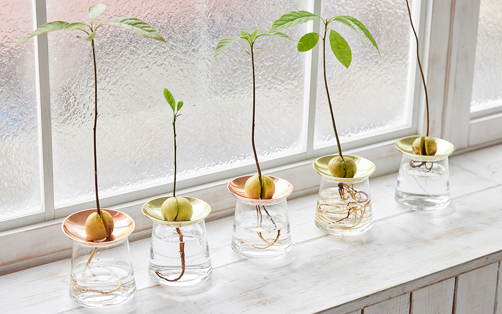 アボカドの種を育てる