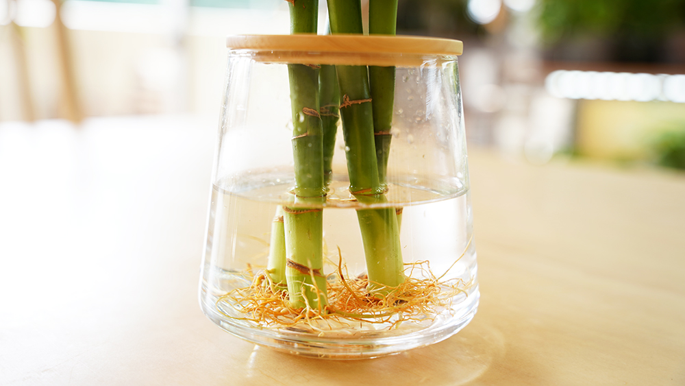 ミリオンバンブーの育て方