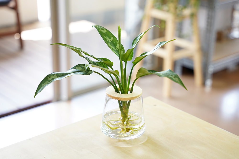 アグラオネマの置き場所