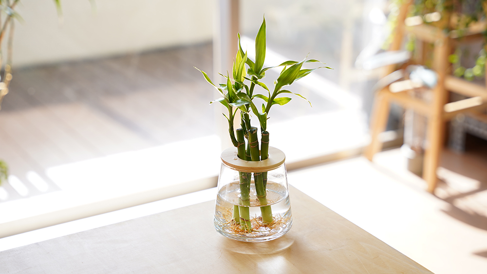 ミリオンバンブーの置き場所