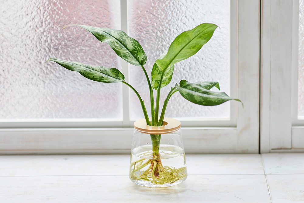 アグラオネママリア