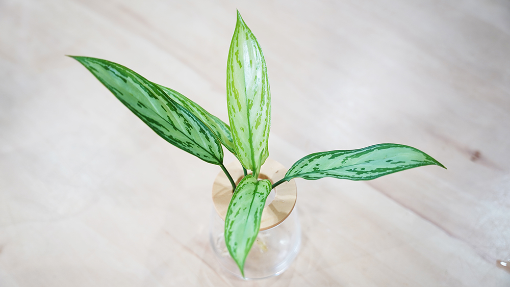 アグラオネマシルバークイーン