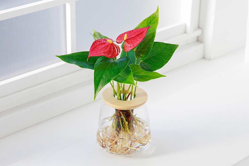 アンスリウムの水耕栽培