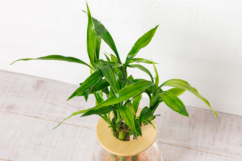 ミリオンバンブー