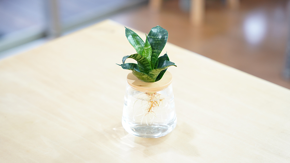 サンスベリアの置き場所