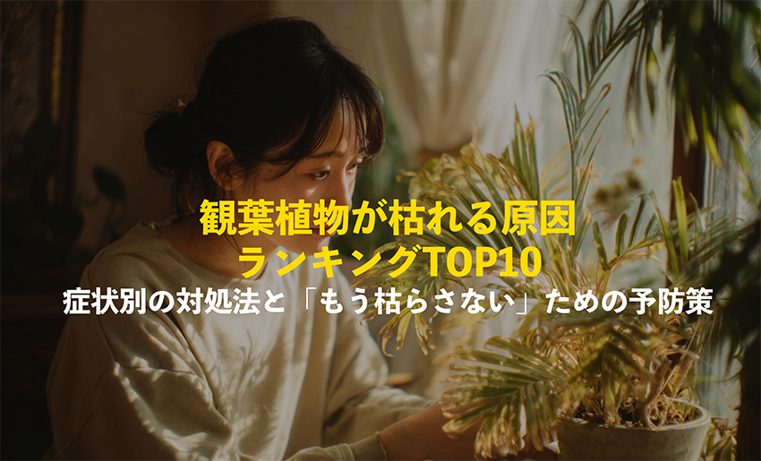 観葉植物が枯れる原因