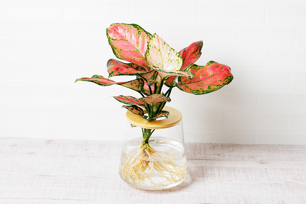 アグラオネマビューティー