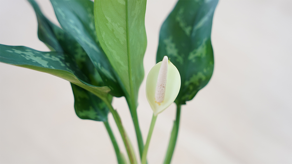 アグラオネマの花