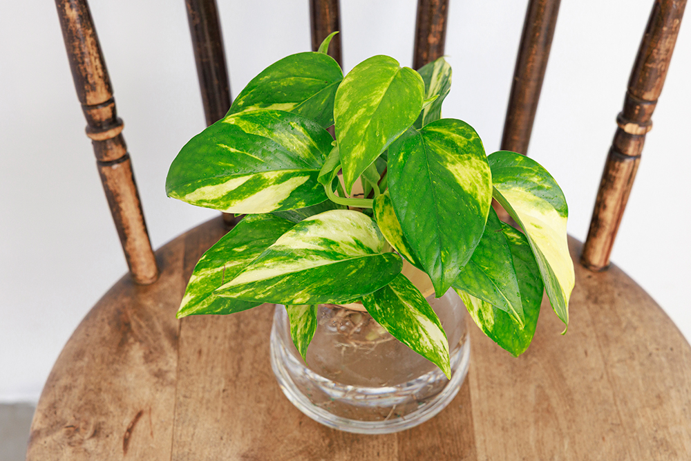 ポトスの水耕栽培
