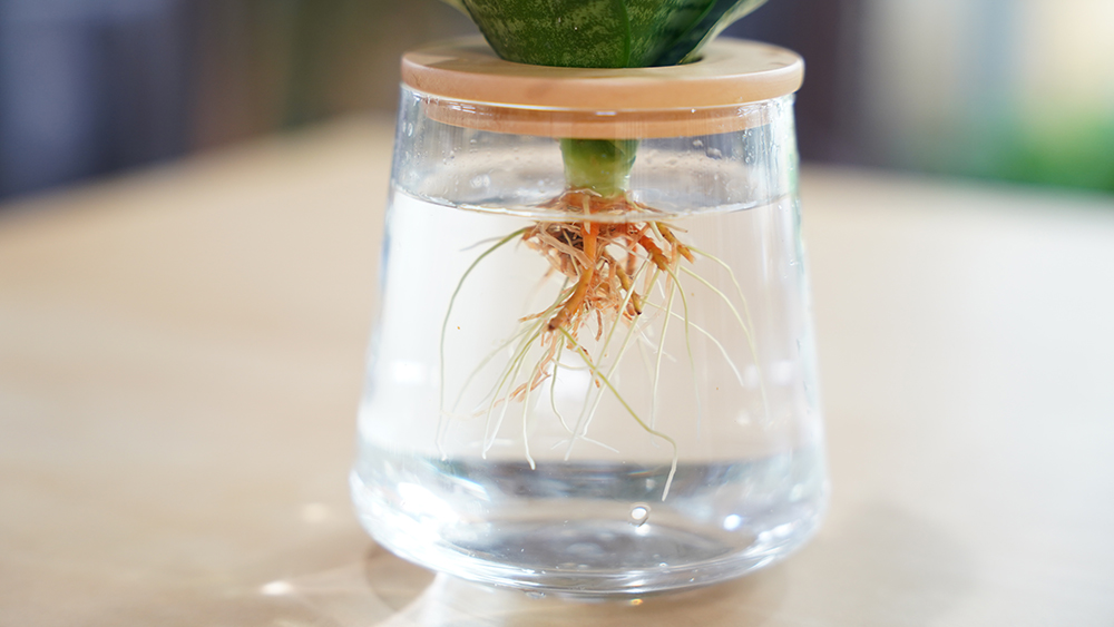 サンスベリアの育て方