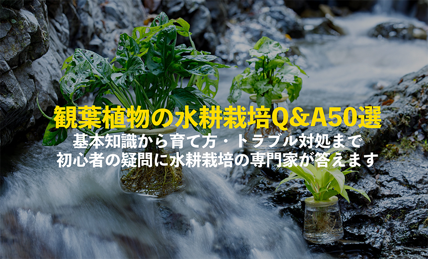 観葉植物の水耕栽培Q&A50選