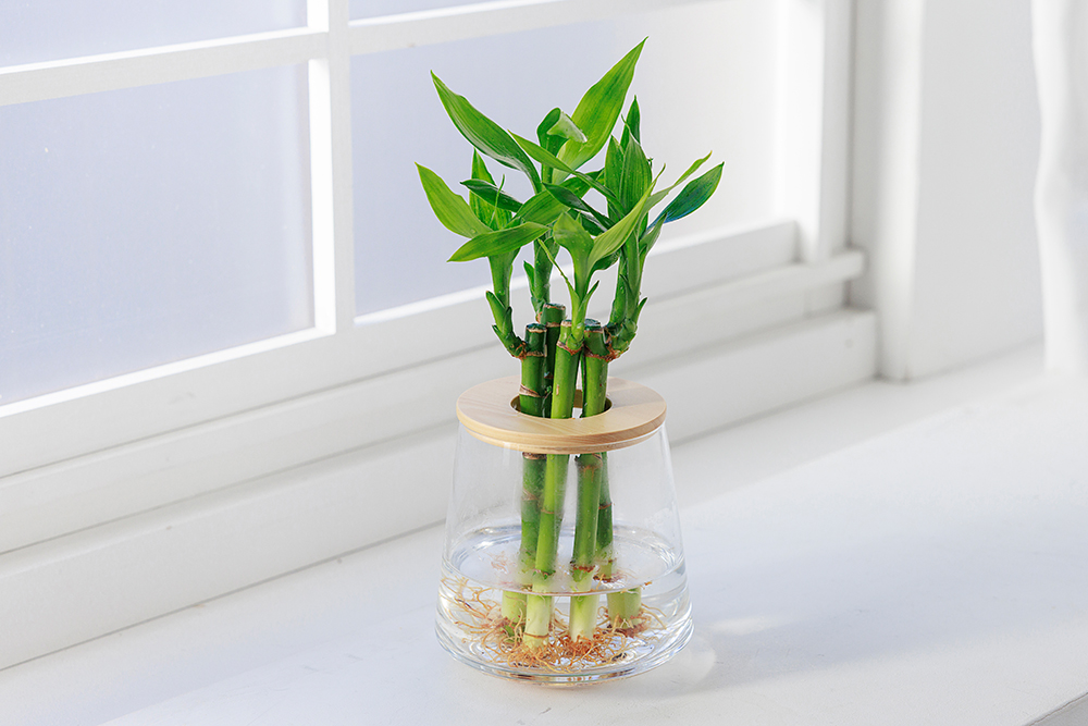 ミリオンバンブーの水耕栽培