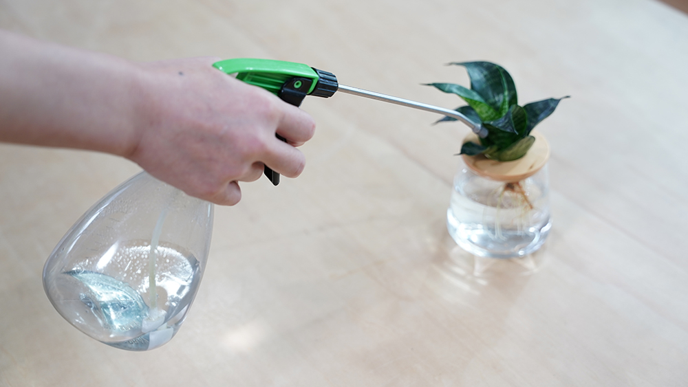 サンスベリアに肥料を葉面散布している様子