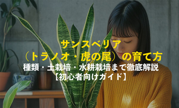 サンスベリアの育て方
