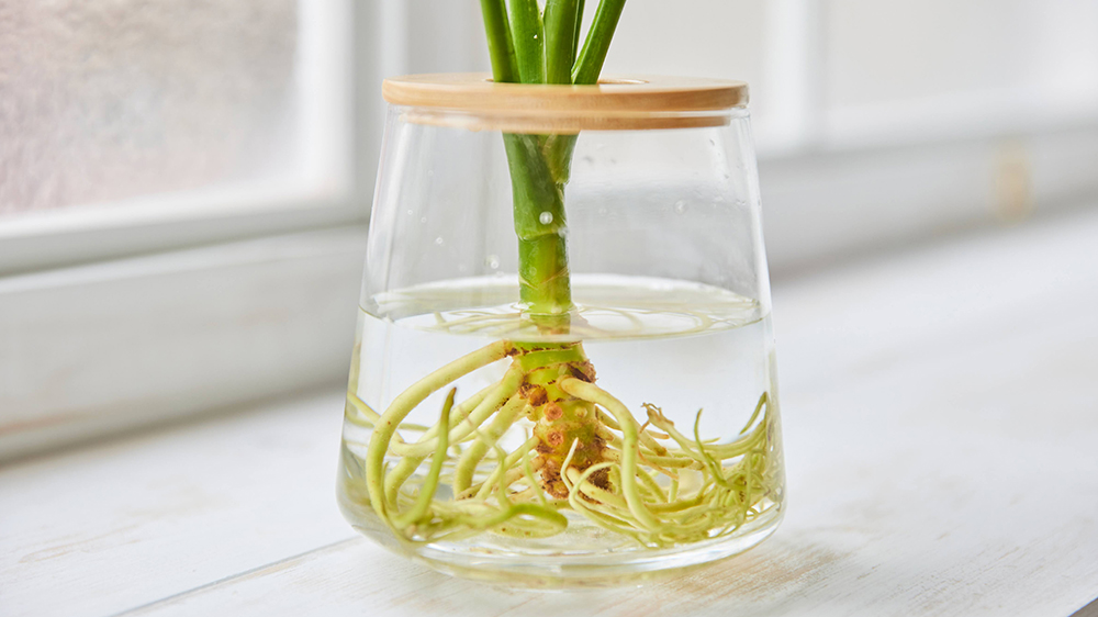 アグラオネマの水耕栽培