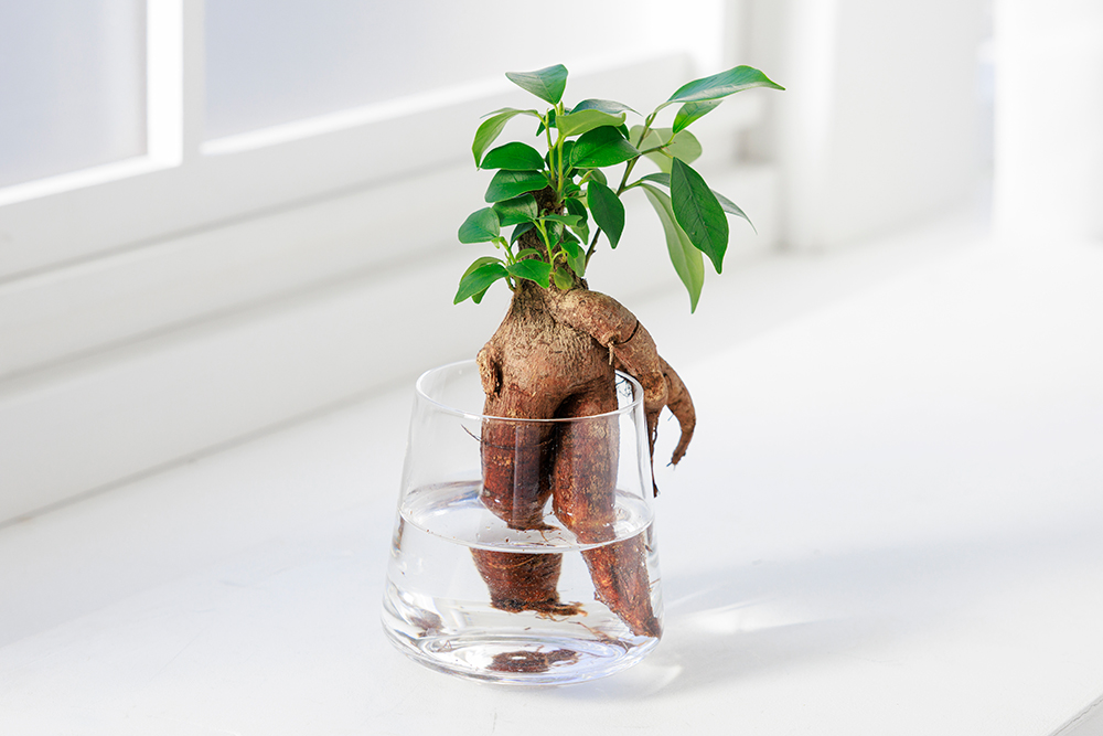 ガジュマルの水耕栽培