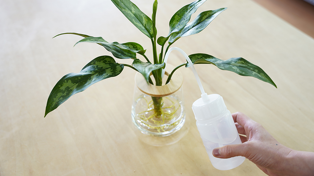 アグラオネマの水やり