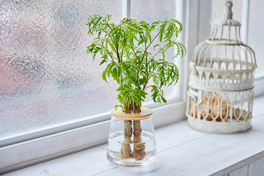 ポリシャスの水耕栽培