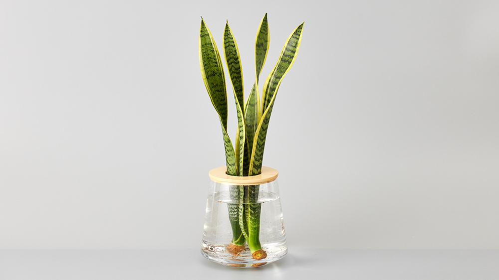 サンスベリア（トラノオ・虎の尾）