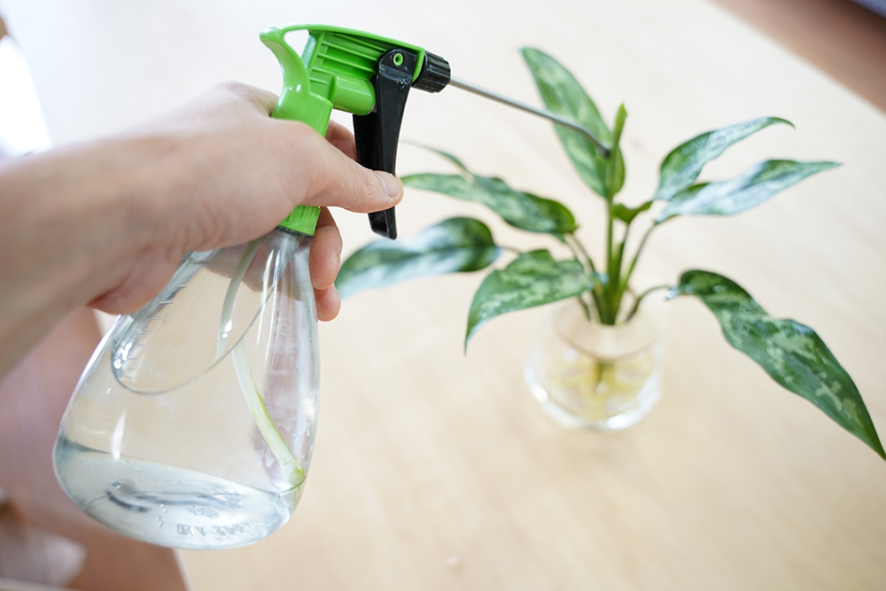 アグラオネマに肥料をあげている様子