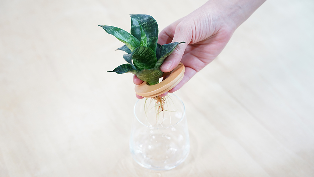 サンスベリアの育て方