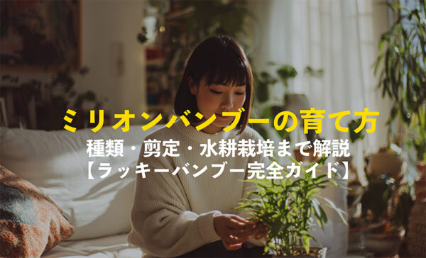 ミリオンバンブーの育て方