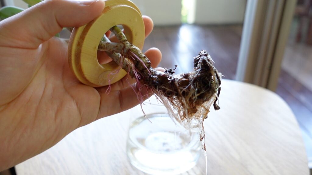 多肉植物を水耕栽培して根が出た様子