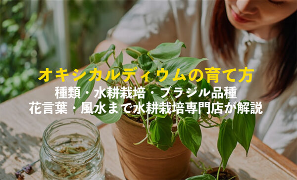 オキシカルディウムの育て方