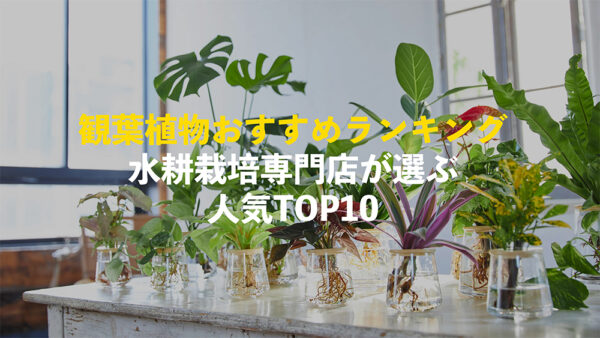 おすすめの観葉植物