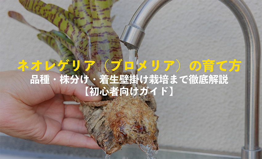 ネオレゲリア（ブロメリア）の育て方