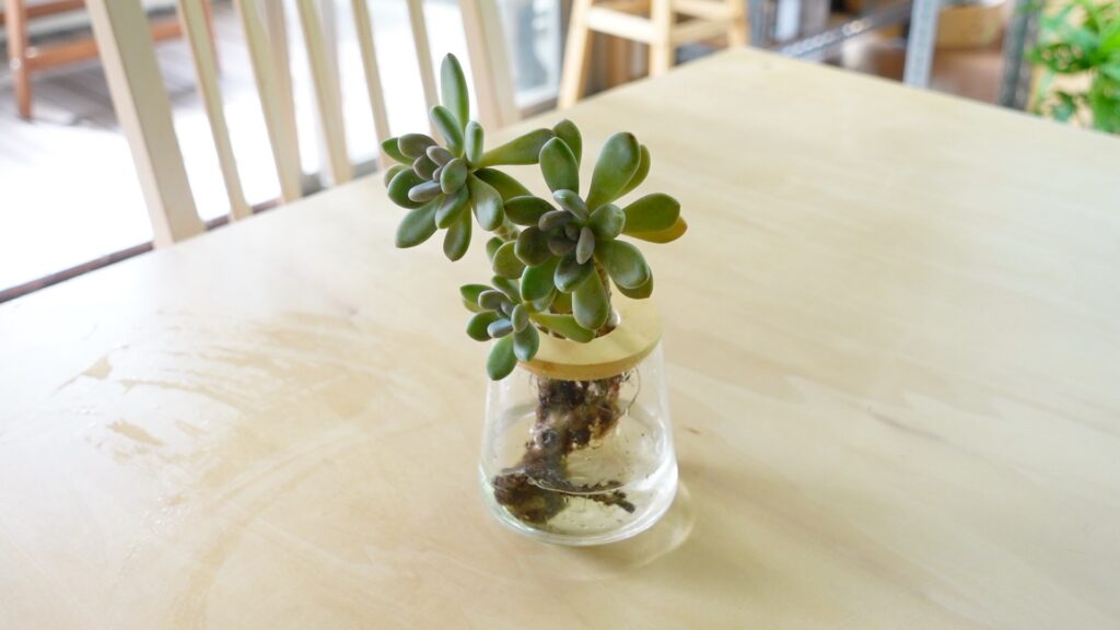 多肉植物の水耕栽培