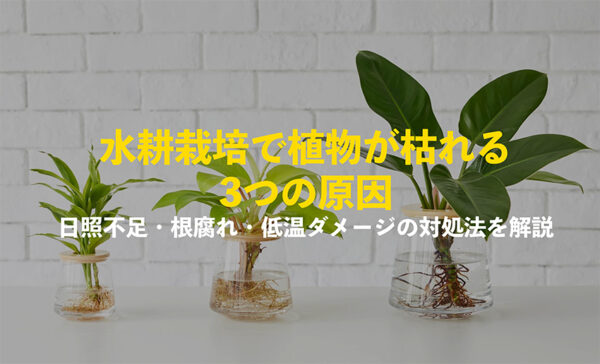 水耕栽培で植物が枯れる原因