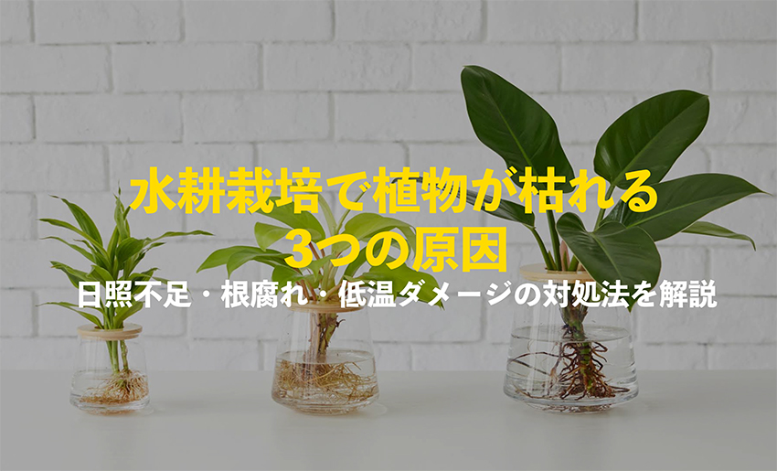 水耕栽培で植物が枯れる原因