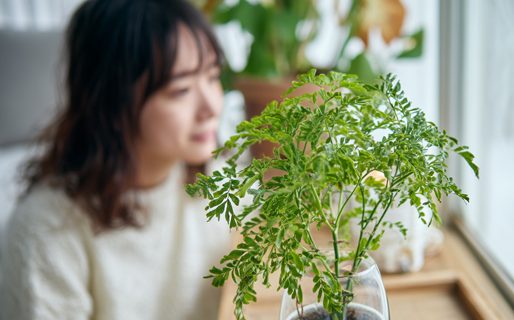 ポリシャスの育て方