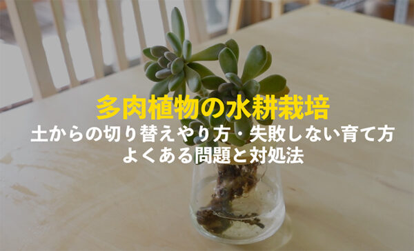 多肉植物の水耕栽培