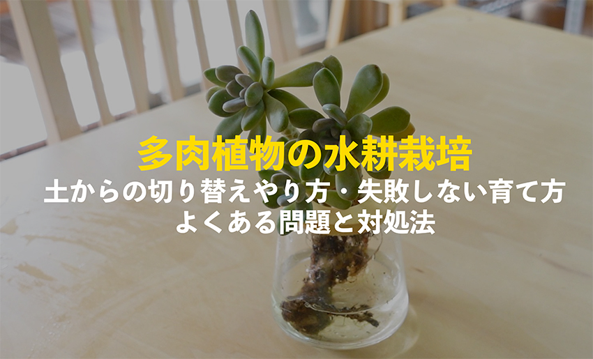 多肉植物の水耕栽培