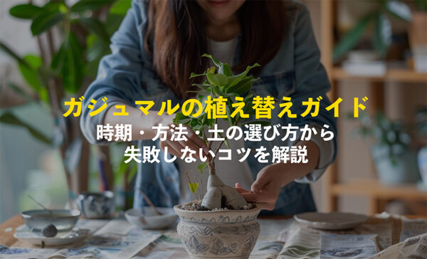 ガジュマルの植え替え