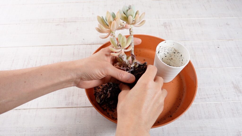 多肉植物の土を落としている様子