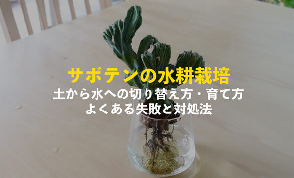 サボテンの水耕栽培