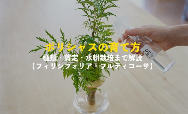 ポリシャスの育て方