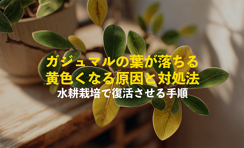 ガジュマルの葉が黄色くなっている様子