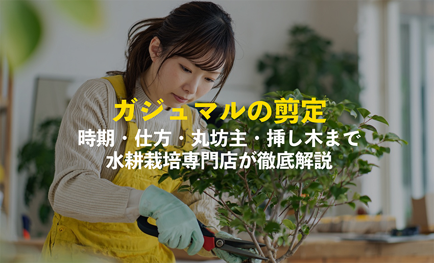 ガジュマルの剪定