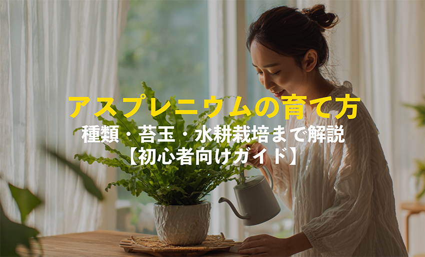 アスプレニウムの育て方