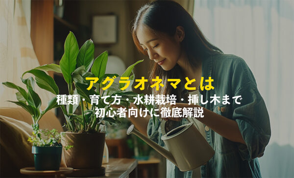 アグラオネマとは